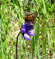 Henry Coe Park butterfly on flower